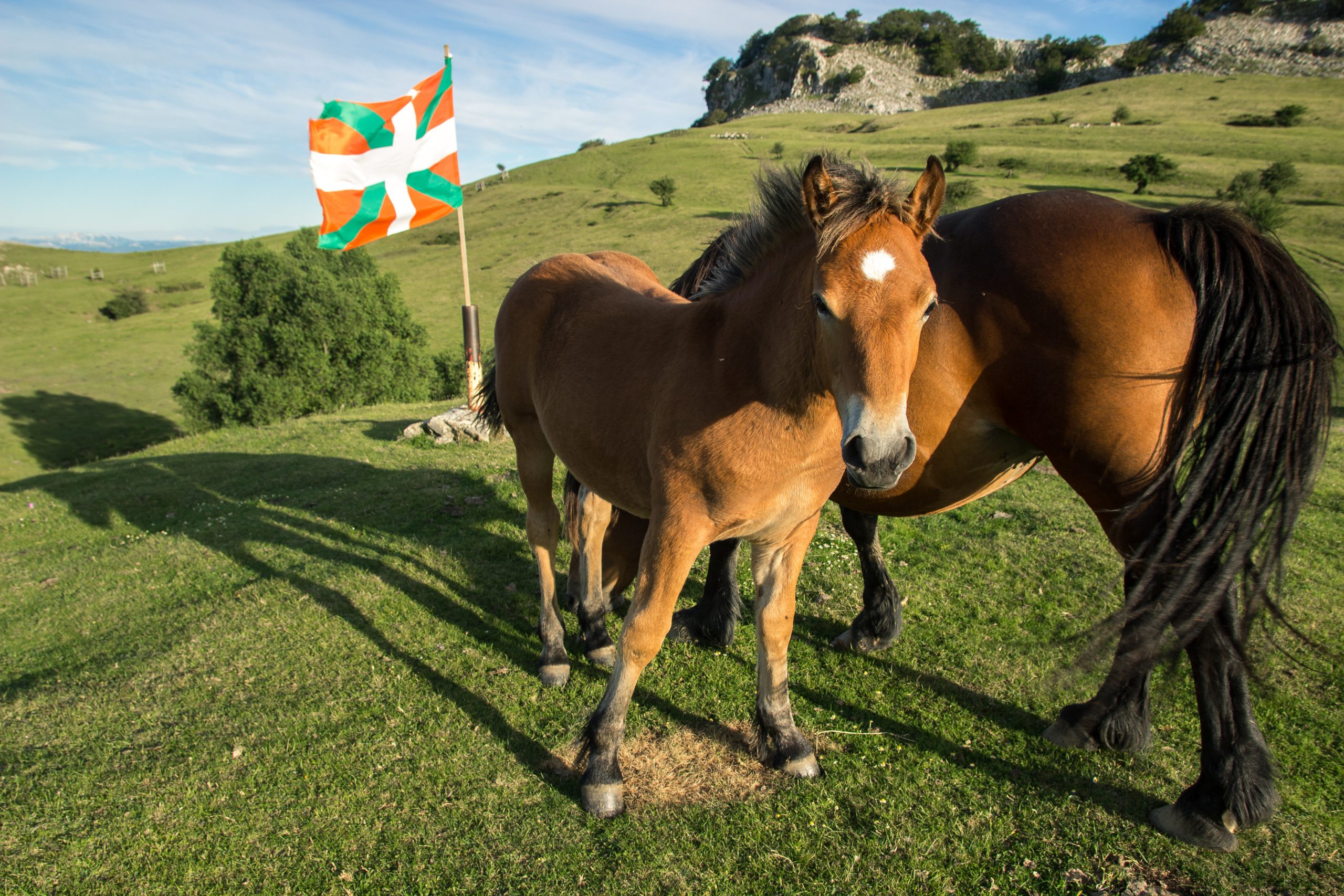 Le Pottok est un poney typique du Pays Basque ?